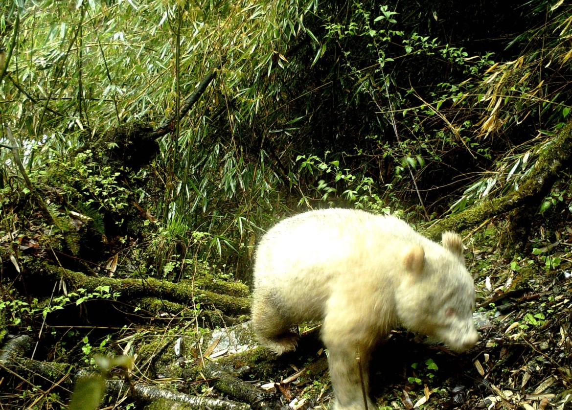Panda albinos sfotografowana w Narodowym Rezerwacie Przyrody Wolong w Chinach