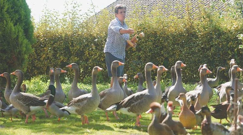 "Kaczki wygrały": francuski sąd orzekł, że mogą kontynuować swoje kwakanie