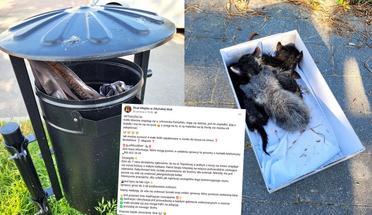 Zduńska Wola: ktoś wyrzucił torbę z kotkami do śmieci, sprawca poszukiwany, kotki zaopiekowane