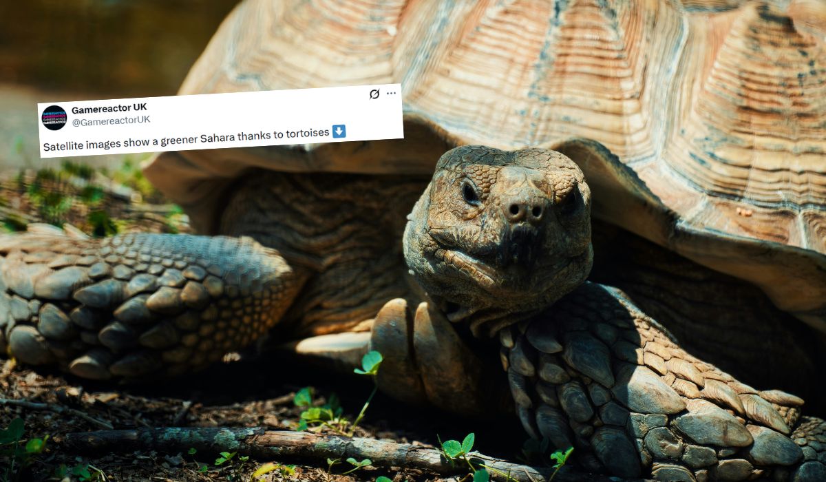 Projekt zazielenienia Sahary przyśpieszył, od kiedy pomagają żółwie