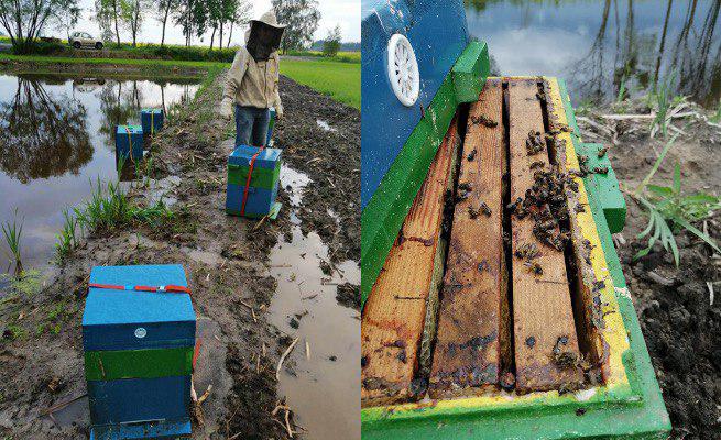 Korsztyn: wandale wrzucili ule do wody, pszczelarze wyznaczyli nagrodę