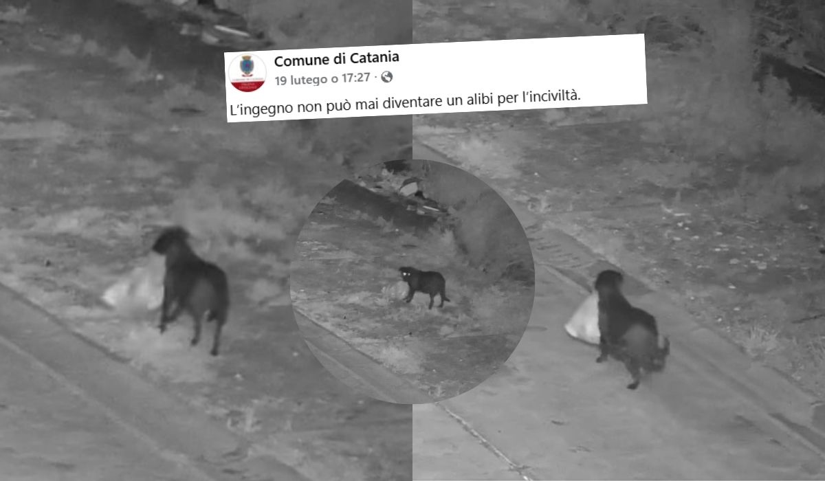 Włochy: mężczyzna oskarżony o wytresowanie psa do nielegalnego wyrzucania śmieci