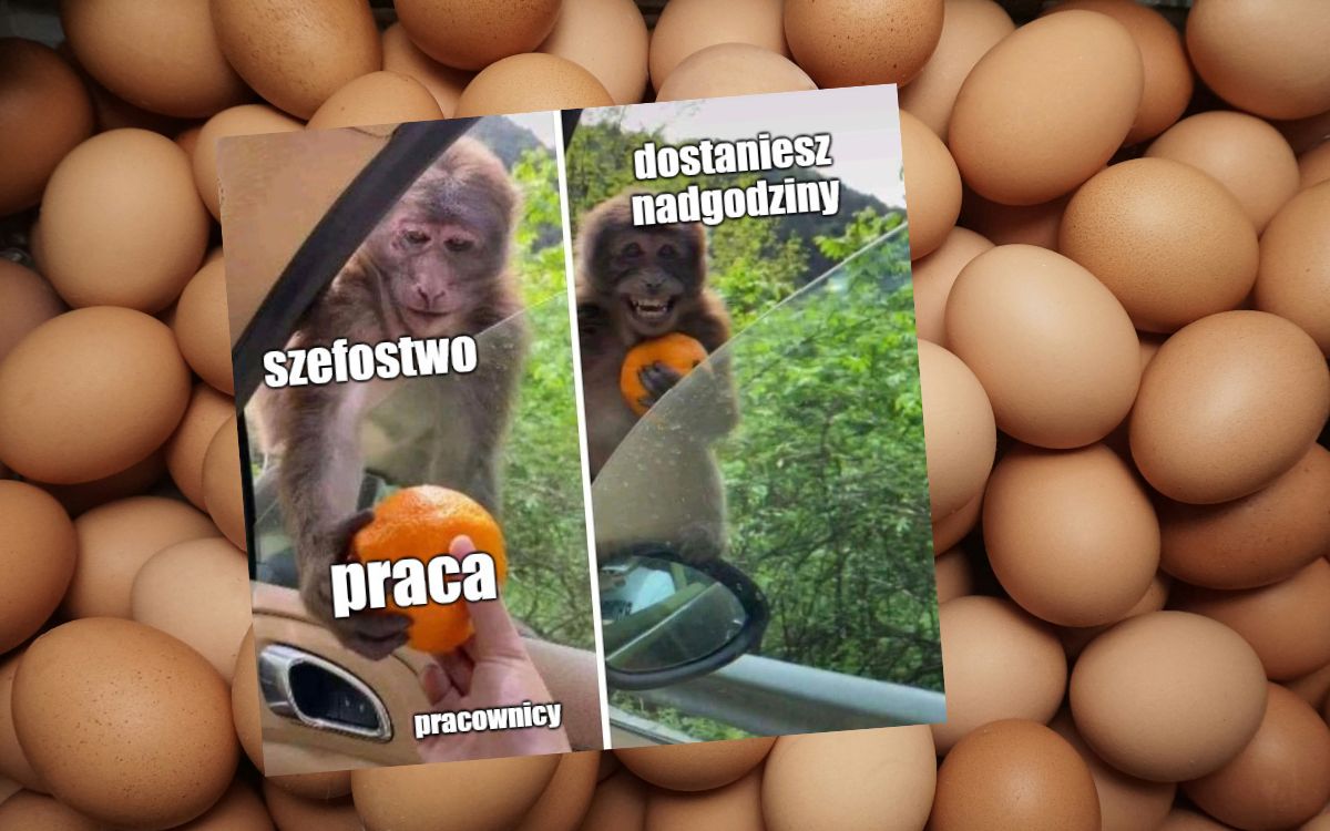 PIP potwierdził fatalne warunki pracowników Ferm Drobiu Woźniak, mnóstwo nadgodzin i bez urlopów