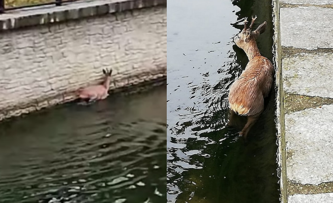 Gdańsk: ratowanie jelonka w Kanale Raduni na Oruni