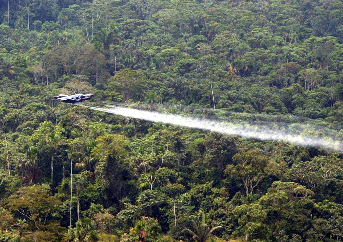 Kolumbia: rząd chce wznowić rozpylanie chemikaliów, żeby niszczyć uprawy koki