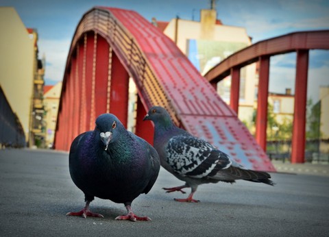 Malbork: gołębie dokarmiały uwięzione ptaki, aż uwolniła je straż miejska