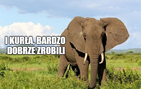 Tanzania: "królowa kości słoniowej" skazana na 15 lat więzienia