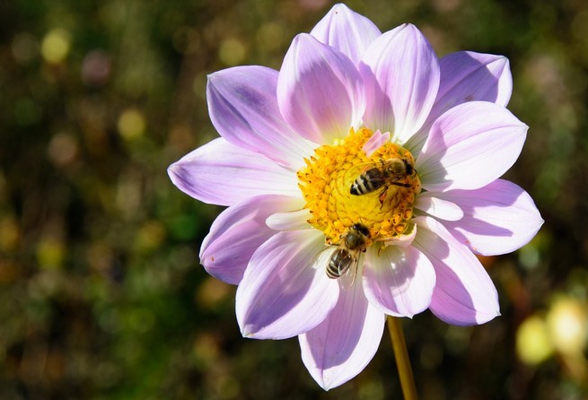 Poznań zainstaluje 150 domków dla owadów na terenie parków i lasów