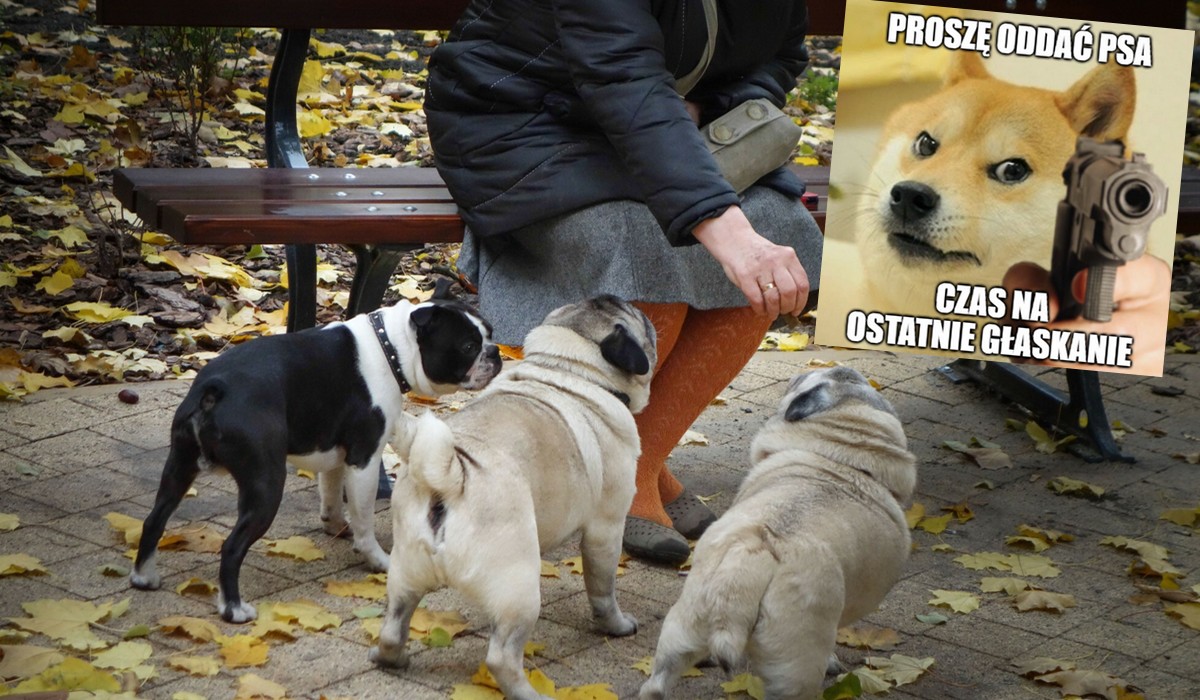 USA: wśród szerzących się przestępstw z użyciem broni, wzrasta też liczba kradzieży psów