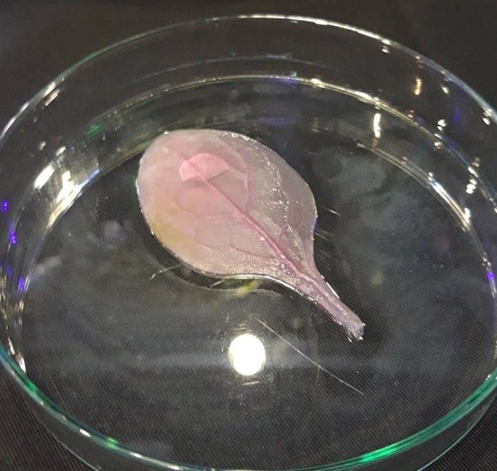 Pierwsze w Polsce mięso wyhodowane komórkowo