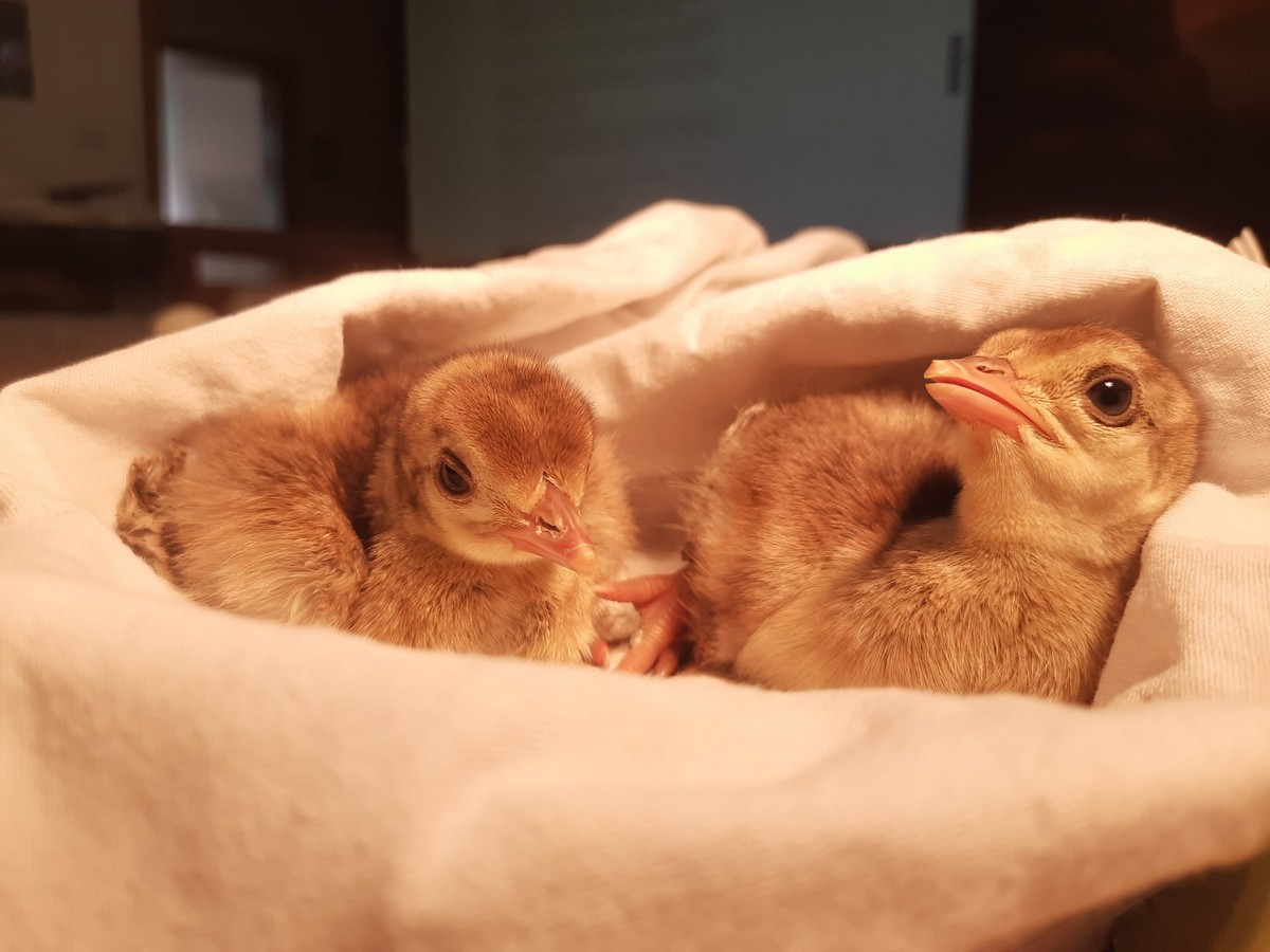 Nadleśnictwo Żołędowo zaopiekowało się pawimi pisklętami, patrz, jakie fajne