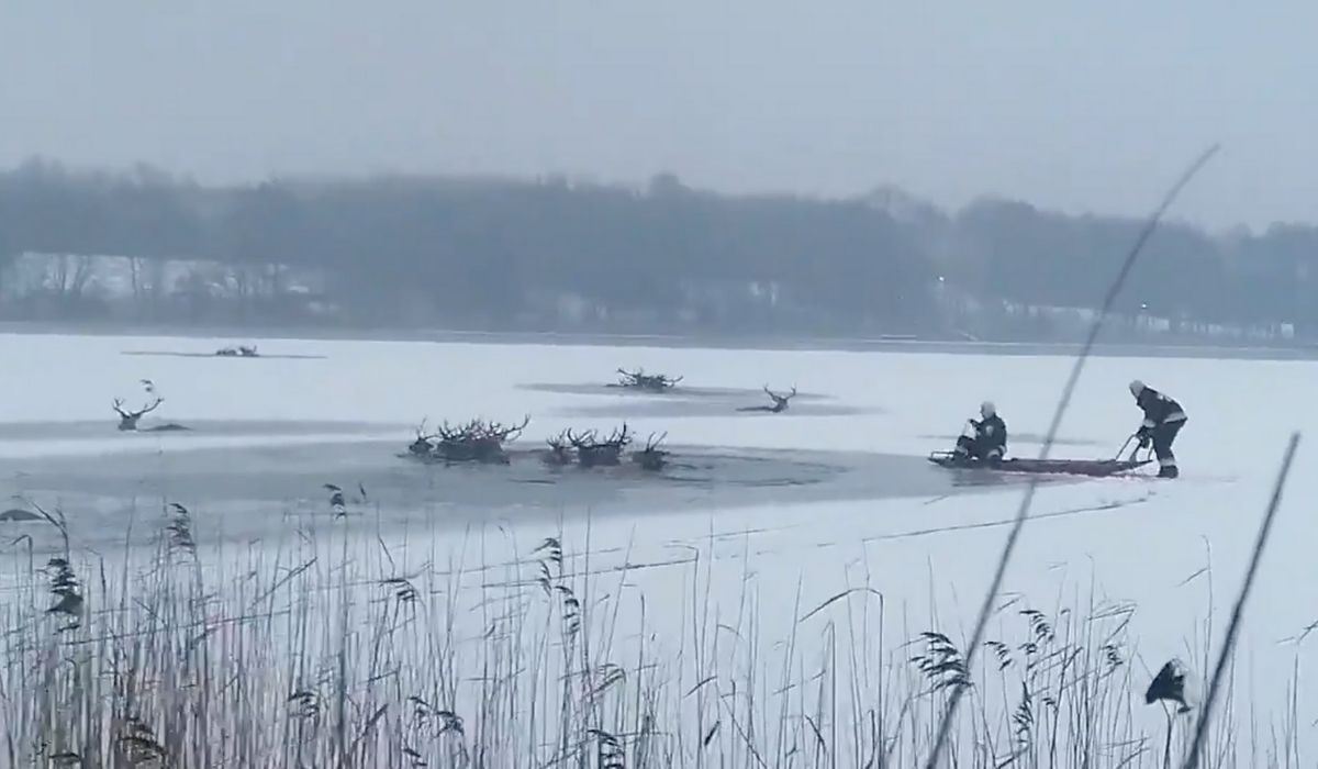Ścienne: pod stadem jeleni załamał się lód, strażacy ratowali je po kolei, aż uratowali 15