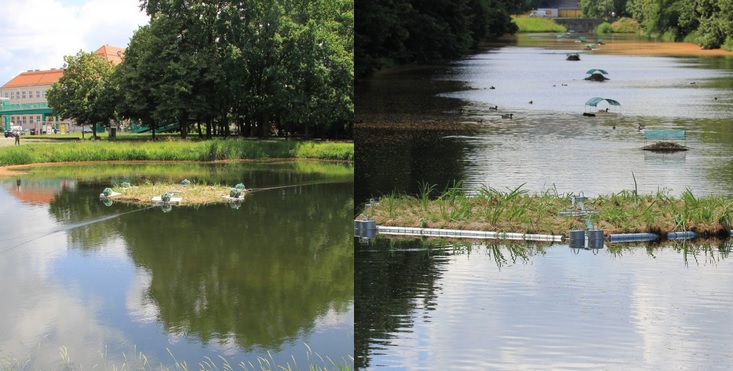 Warszawa tworzy wędrujące wyspy dla zagrożonych gatunków