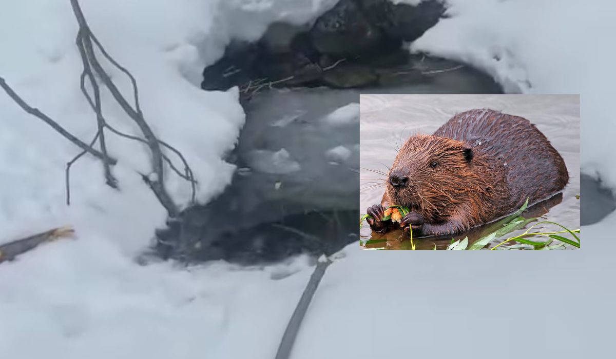 Bóbr, który zadomowił się nad Morskim Okiem, wbrew prognozom przetrwał zimę i ma się dobrze
