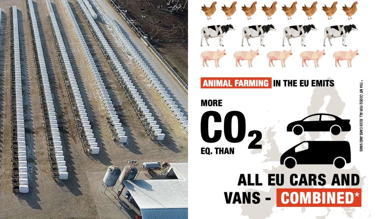 Spurek nagłaśnia raport Greenpeace: hodowla zwierząt gorsza dla klimatu niż wszystkie samochody razem wzięte