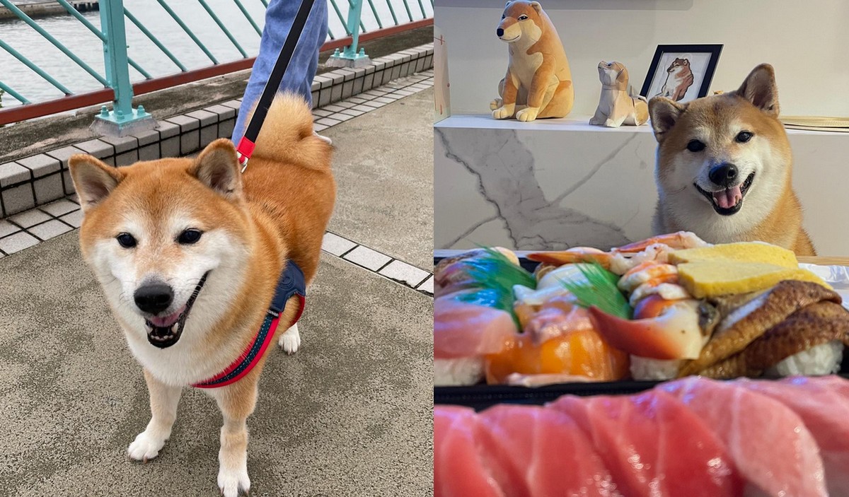 Zmarł Cheems, znany i kochany pies z memów