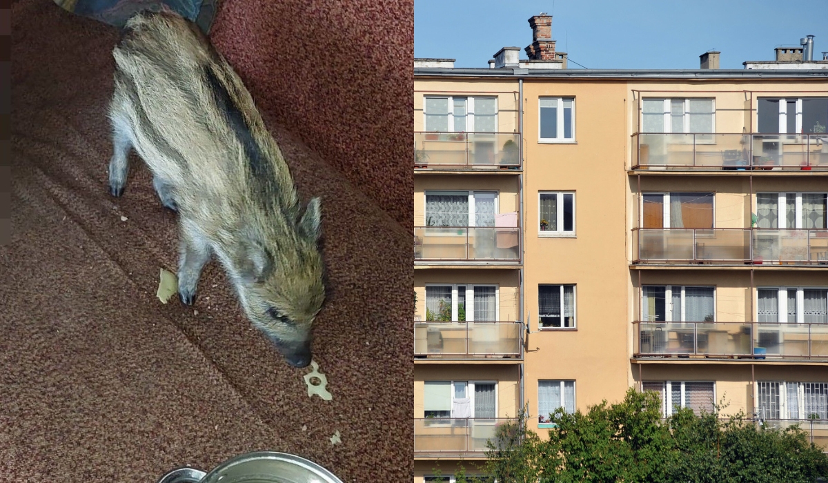 Garwolin: policja zajęła się mężczyzną, który poszedł sobie do lasu, zabrał dzika do domu i nazwał go Bohunek