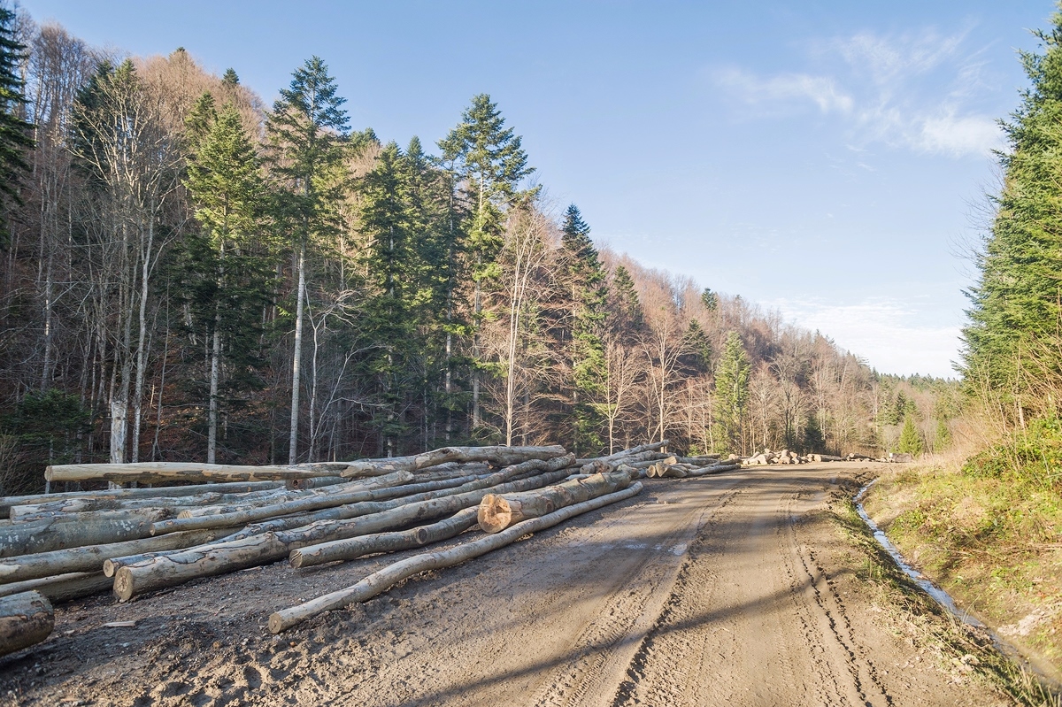 Bieszczady: aktywiści pokazują wycinkę puszczy, wyrąb 150-letnich drzew