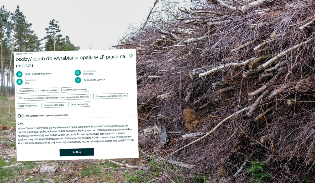 Chrust cieszy się taką popularnością, że niektóre nadleśnictwa zaczęły wprowadzać limity