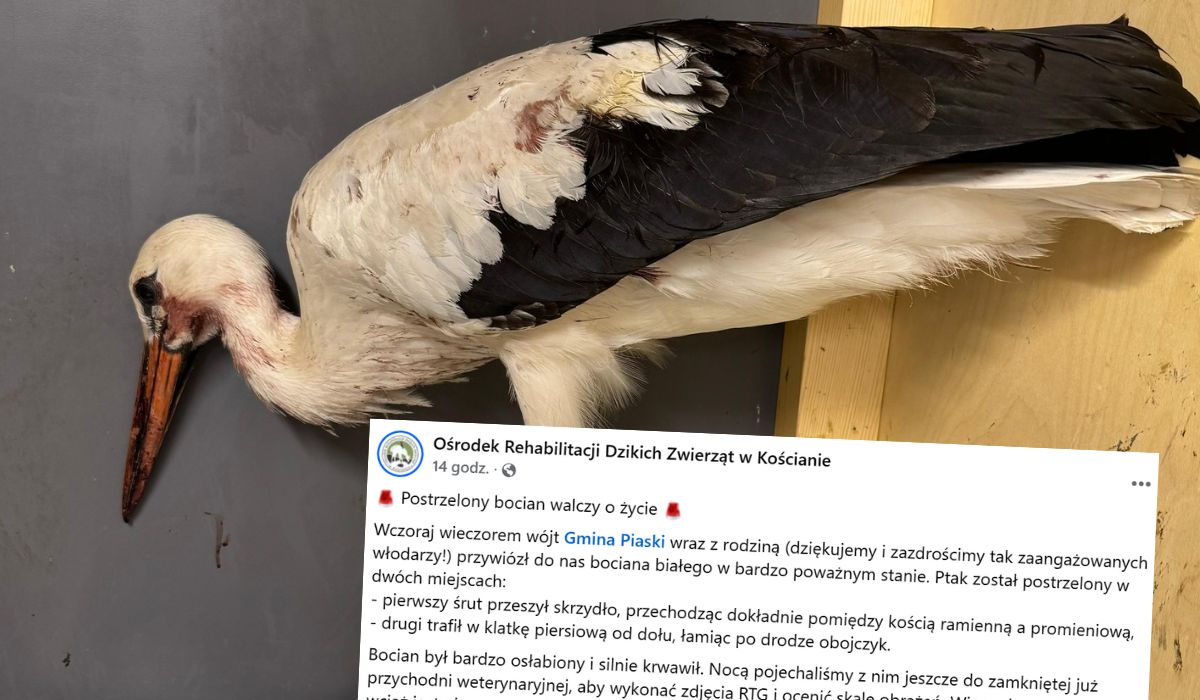 Kościan: ośrodek pomocy zwierzętom alarmuje, że ktoś strzela do dzikich ptaków objętych ochroną