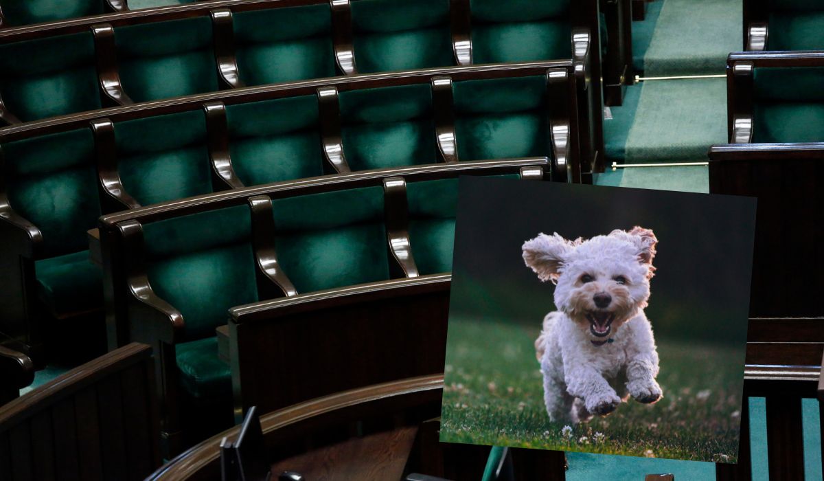 Ustawa "łańcuchowa" została przyjęta, psom będzie też przysługiwać określona prawem przestrzeń w kojcach 