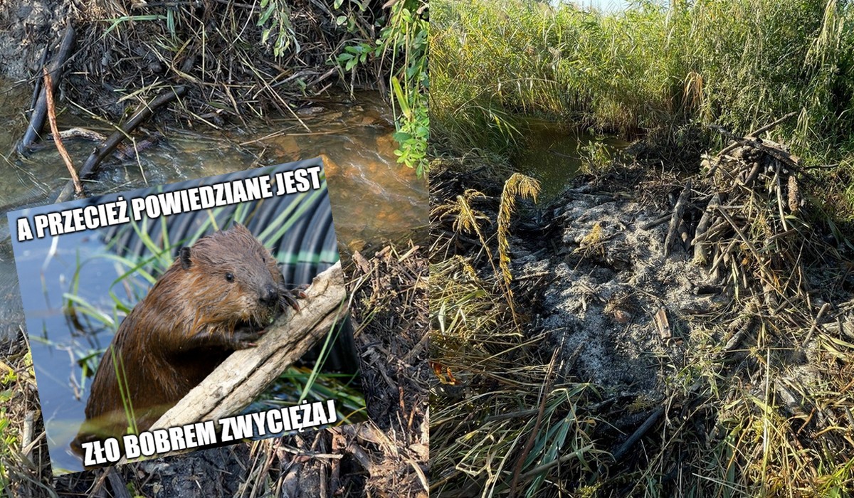 Warszawa: ktoś walczy z bobrami i niszczy im tamy, tym razem nie tylko zniszczono, ale też podpalono