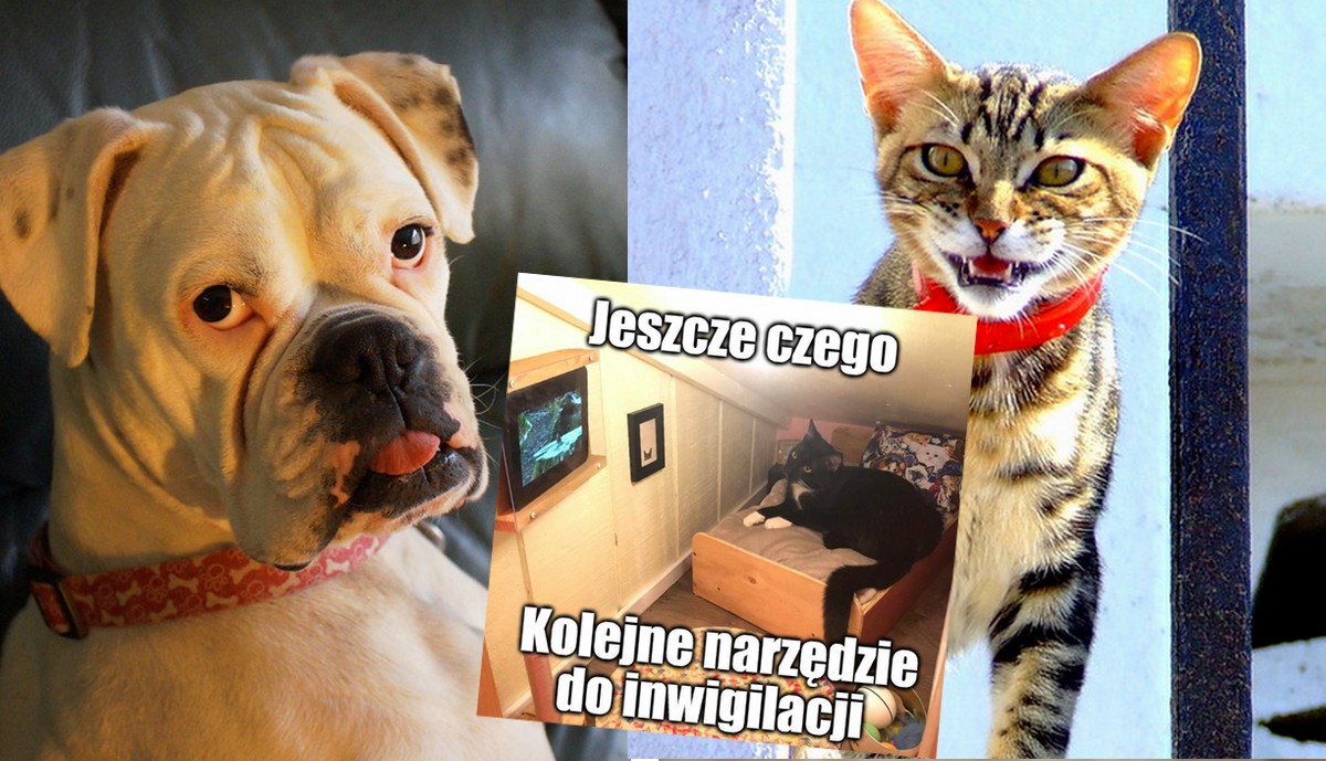 Rząd pracuje nad systemem, w którym trzeba będzie rejestrować psy i koty