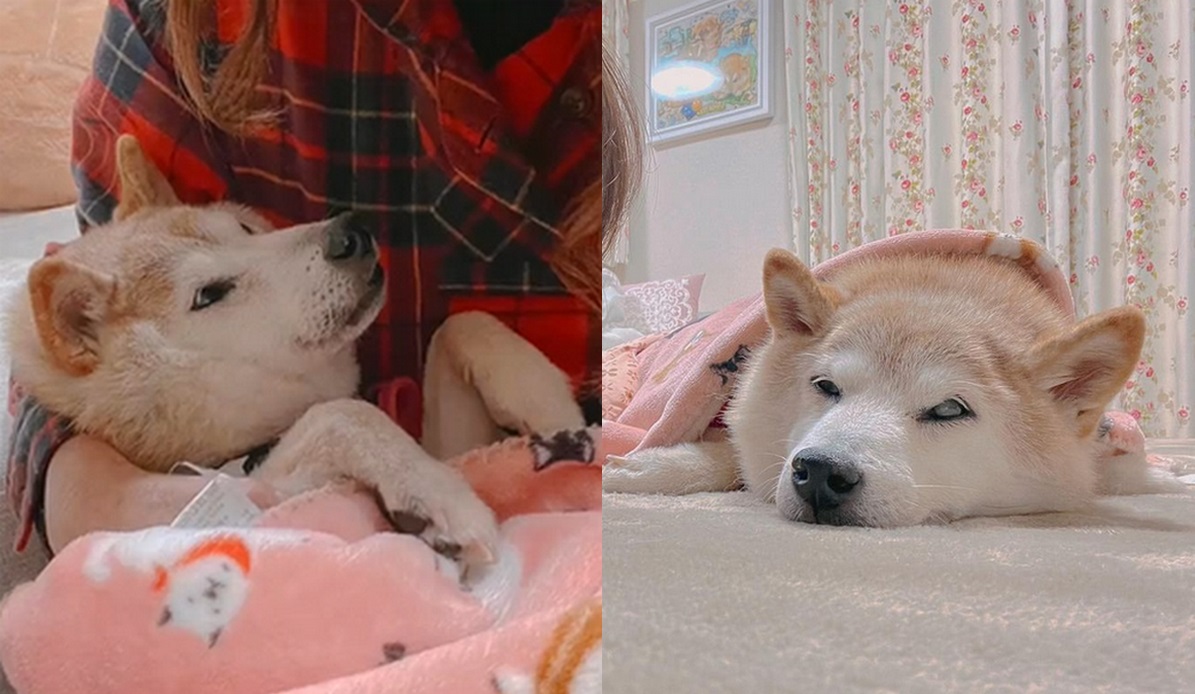 Kabosu, oryginalny żółty pies z memów poważnie choruje, ma białaczkę