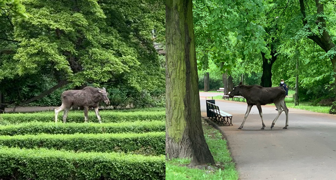 Warszawa: do parku w środku miasta przyszedł łoś, zjadł róże i ruszył w dalsze podróże
