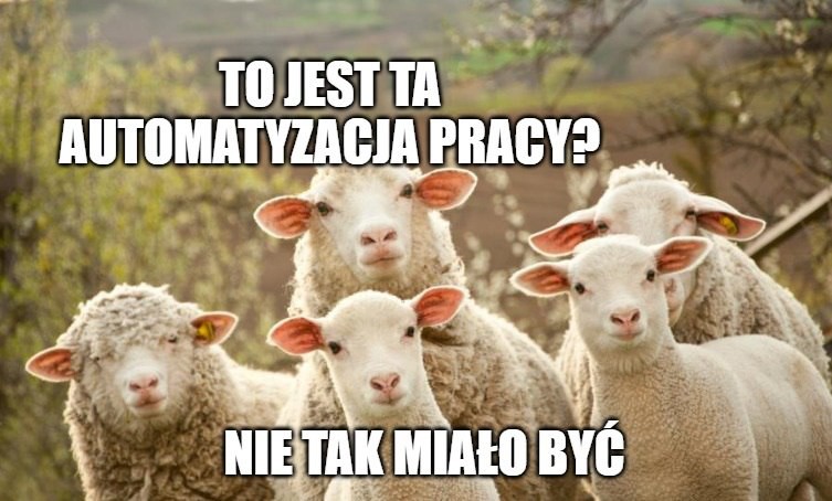 Lublin "zatrudnił" owce do jedzenia trawy. Mają zastąpić kosiarki