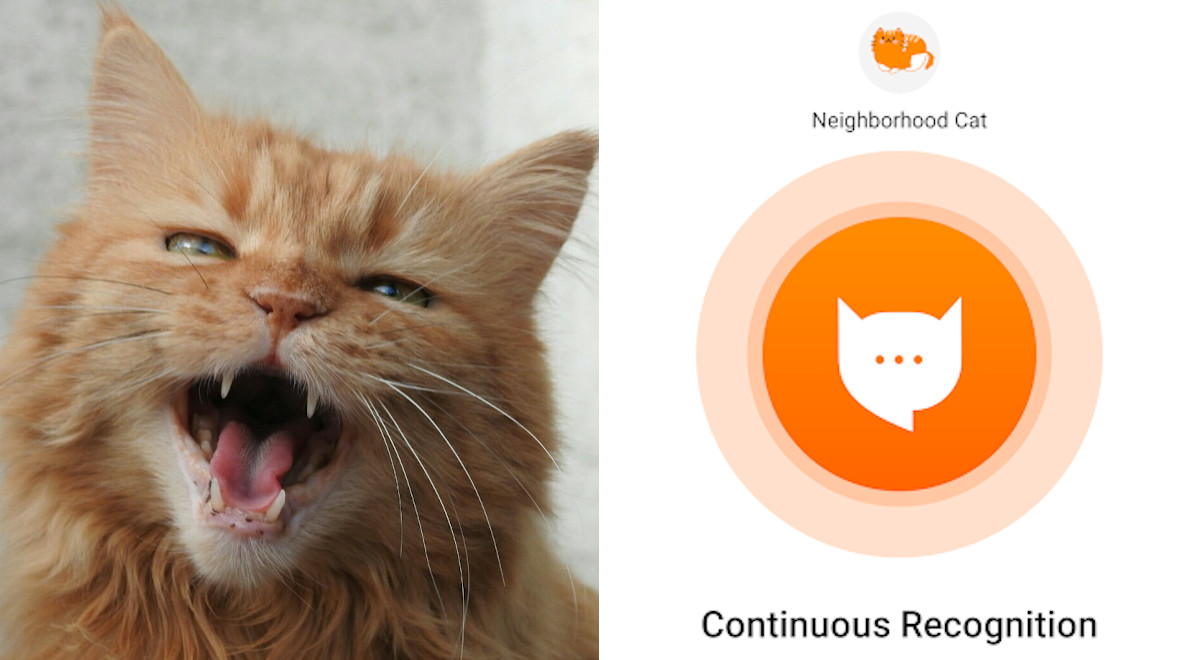 Ktoś całkiem serio wziął się za automatycznego tłumacza mowy kotków, który tłumaczy miauknięcia