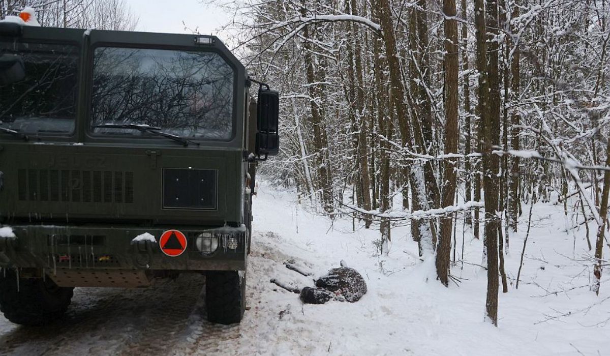 Ciężarówka wojskowa przejechała dwa żubry, sprawą zajmie się żandarmeria