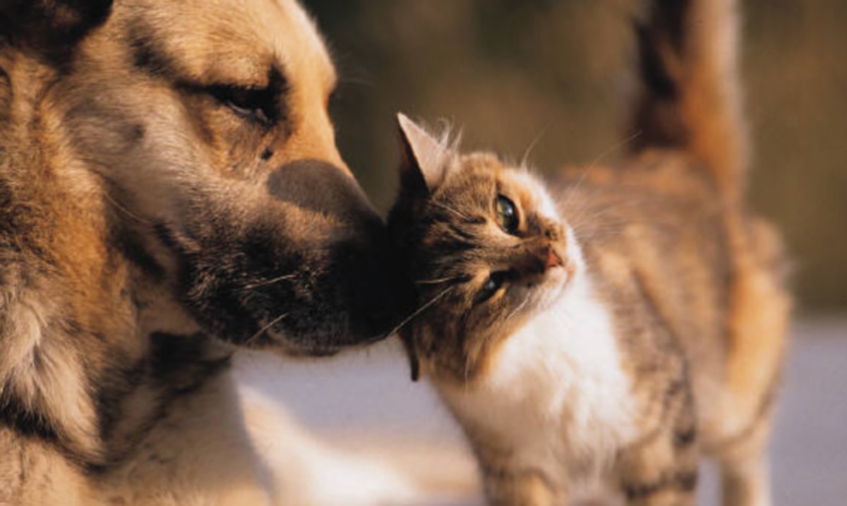 Korea Płd. na wszelki wypadek bierze się za testowanie psów i kotów na koronawirusa