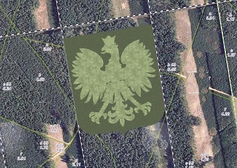 W lesie na Pomorzu powstanie 310-metrowy orzeł z drzew