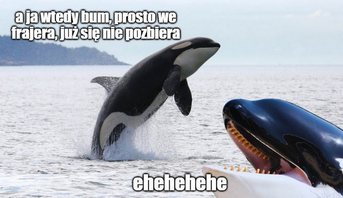 W Cieśninie Gibraltarskiej zatonął polski jacht zaatakowany przez stado orek