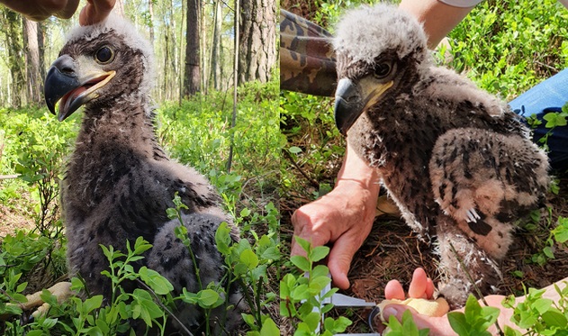 Lasy Państwowe pokazały zdjęcie małego bielika, który został zaobrączkowany