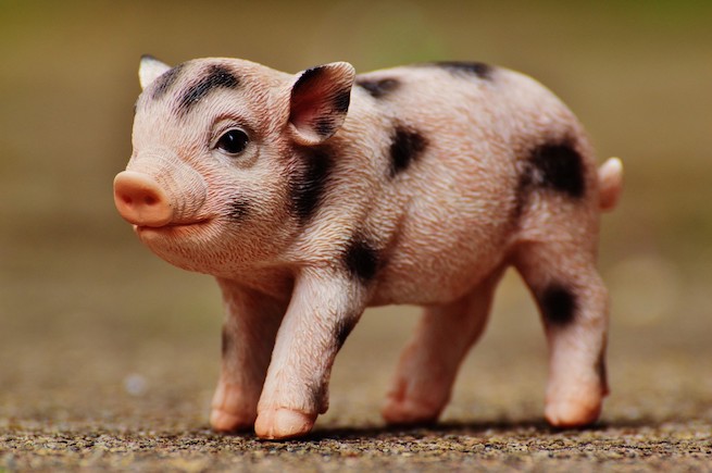 Badanie: świnie chcą samodzielnie rozwiązywać swoje problemy