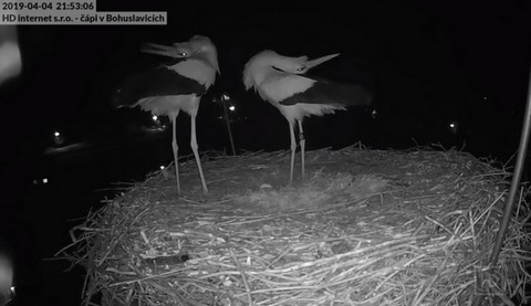 Bociany cieszą się z jajka