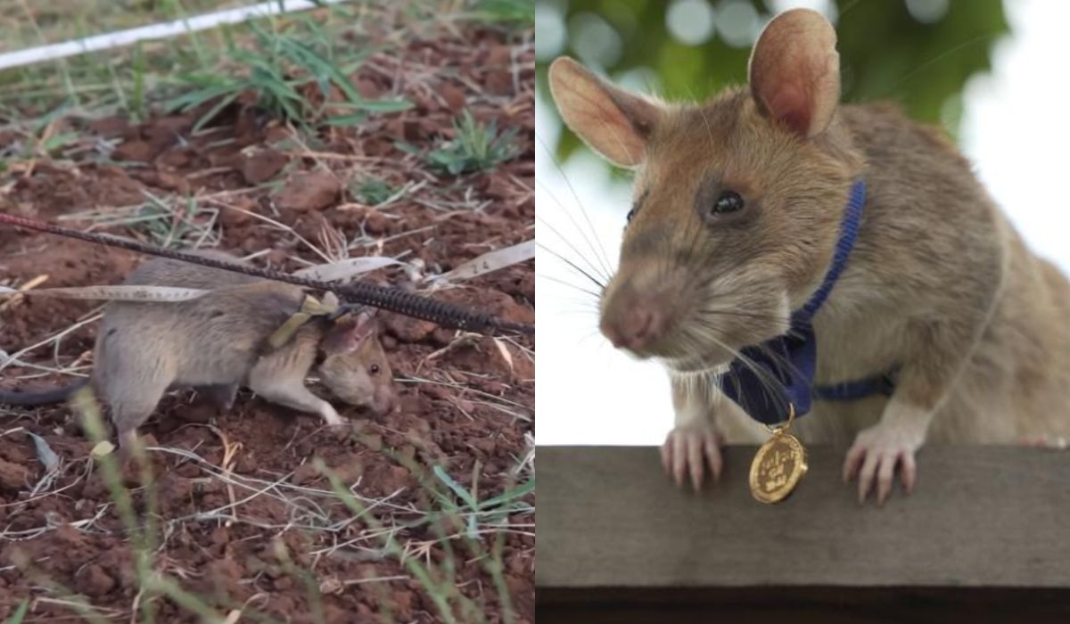 Magawa, słynny szczur-saper z Kambodży odszedł na wieczną wartę 