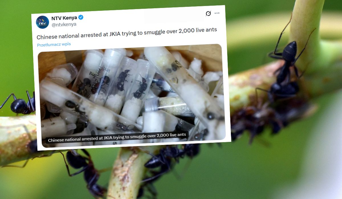 Kenia: służby zatrzymały Chińczyka przemycającego 2000 mrówczych królowych