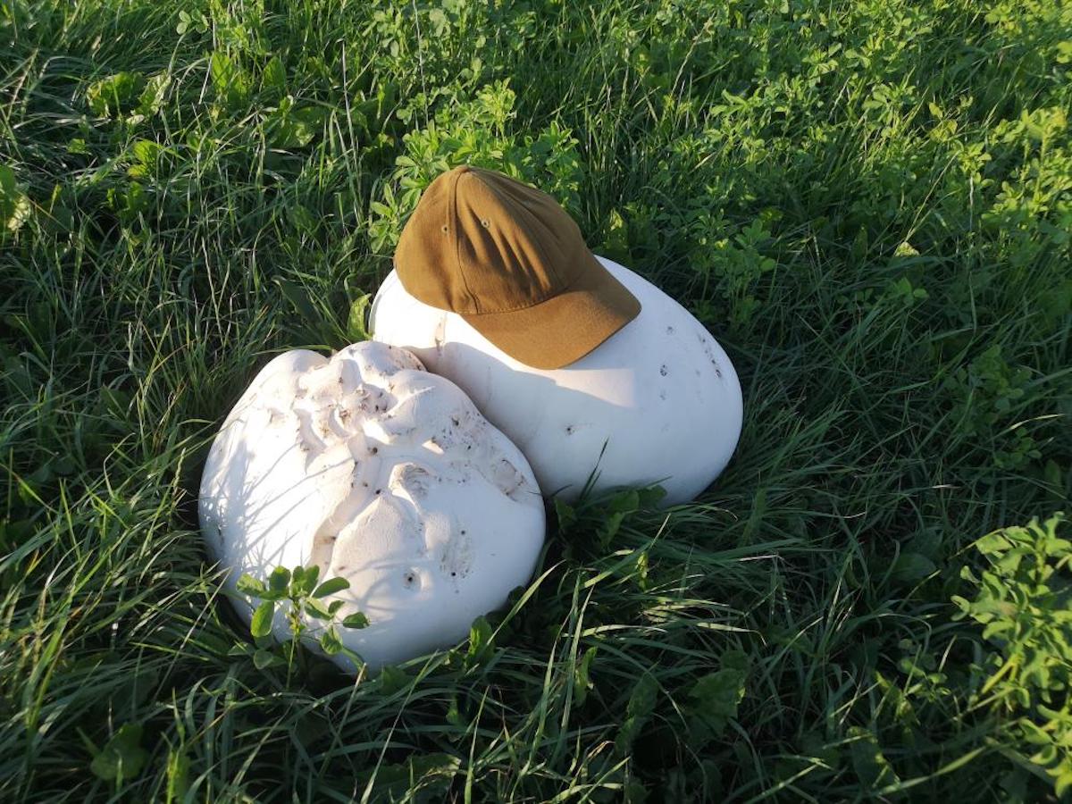 Podlasie: na łące wyrosły ogromne, wielkie-ale obadaj jakie wielkie-purchawy