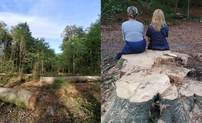 Leśnicy urządzili wycinkę w Puszczy Bukowej, bo czemu by nie