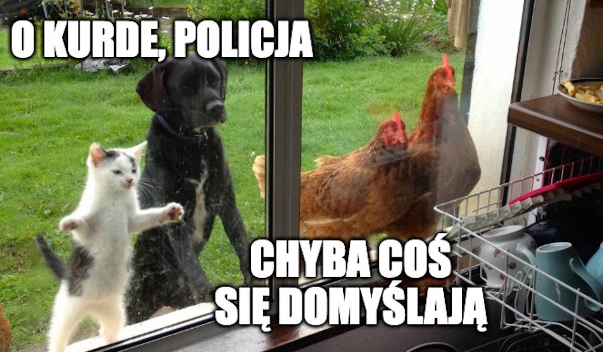 Bartoszyce: kobieta wezwała policję, bo myślała, że pasierb demoluje mieszkanie, lecz to był jej kitku barbarzyńca