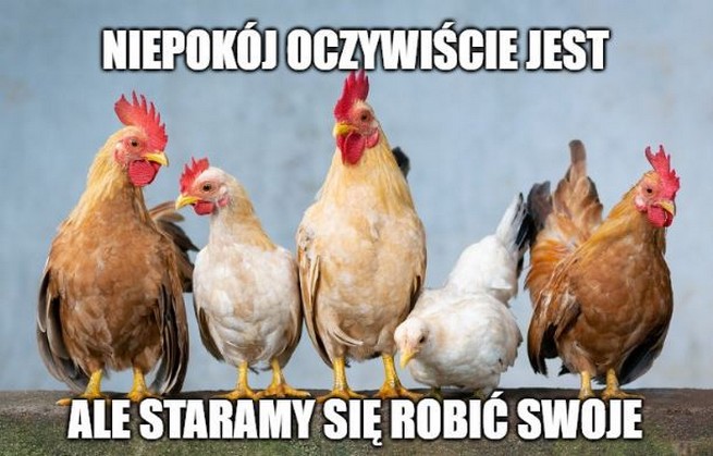 Branża jajcarska trzyma się w Polsce bardzo dobrze pomimo pandemii