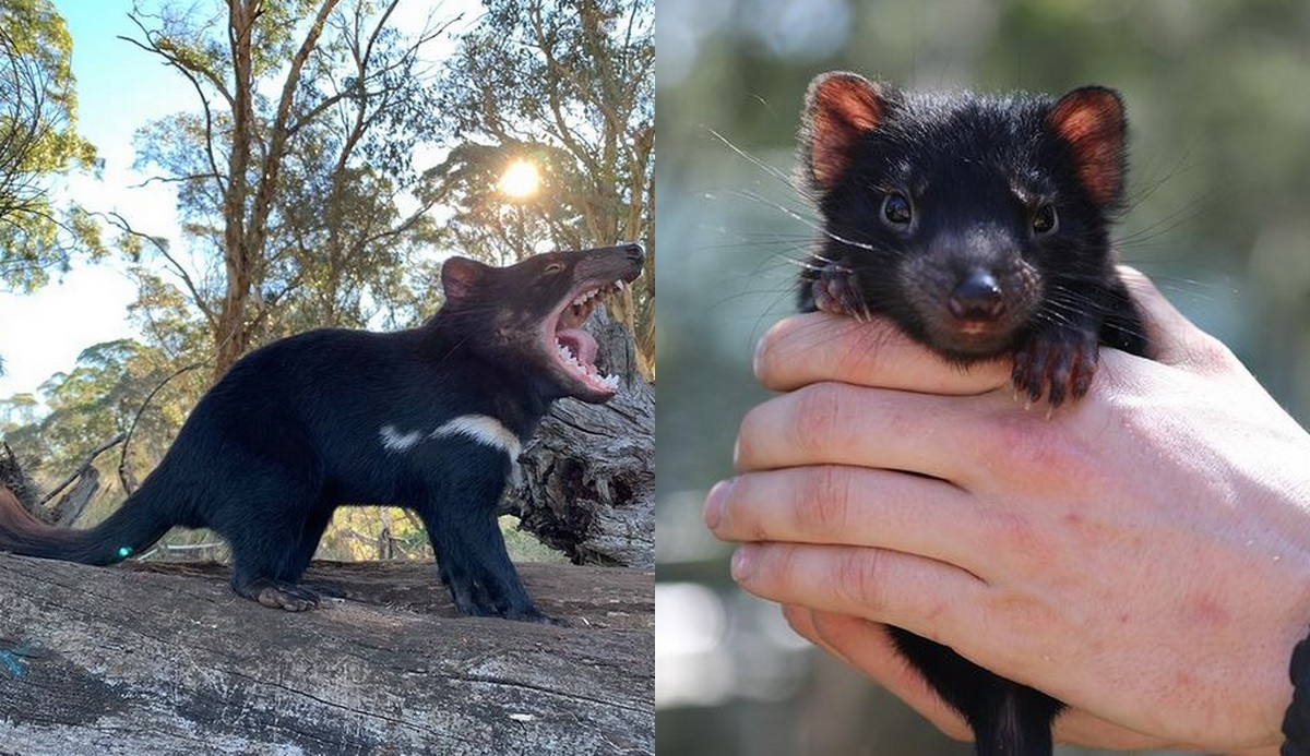 Australia: po trzech tysiącach lat wracają diabły tasmańskie, urodziło się siedem diablątek