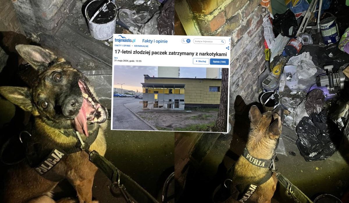 Policjanci z Furią, takim psem, odwiedzili złodzieja, który dobrał się do paczkomatu