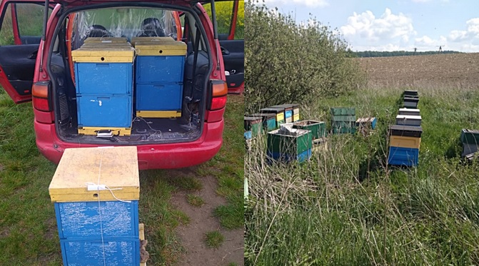 Środa Śląska: policja zatrzymała złodzieja, który ukradł 25 uli z pszczołami i 80 kg miodu