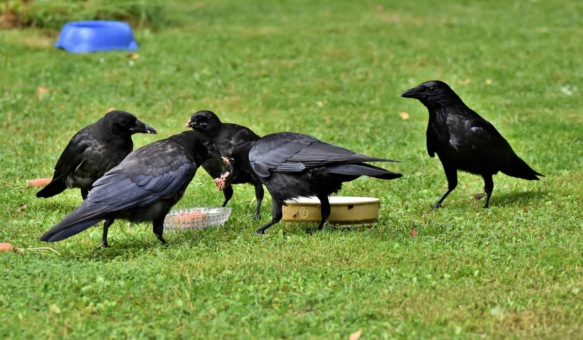 Szwedzka firma zatrudnia ptaki do zbierania niedopałków, w zamian za pożywienie