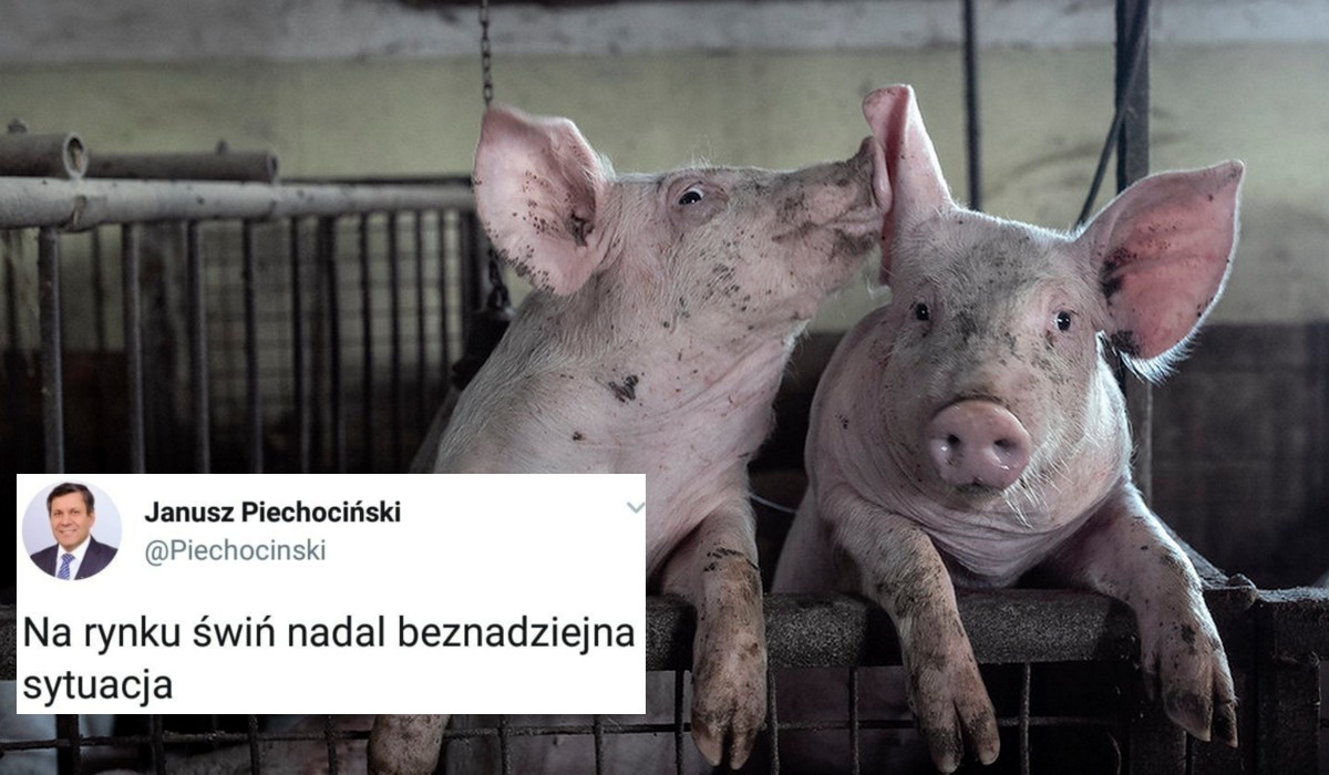 Sytuacja na rynku świń jest beznadziejna. W ciągu trzech miesięcy liczba stad trzody chlewnej zmniejszyła się o 5,7 procent
