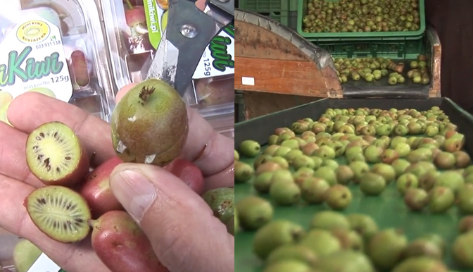 SGGW reklamuje polskie minikiwi, do jedzenia ze skórką i w ogóle fajne takie